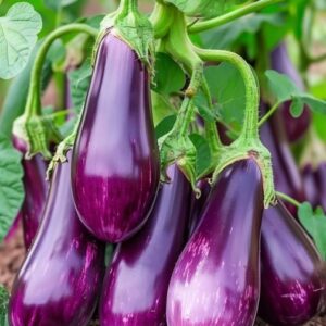 Wholesome Revolt Fresh Eggplant 500g